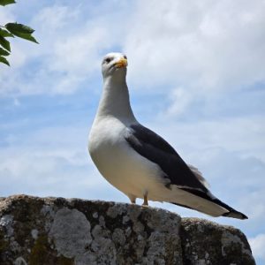 GOELANDS